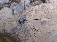 Hypolestes hatuey