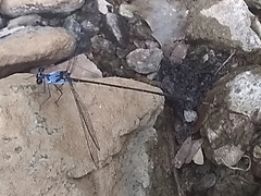 Hypolestes hatuey