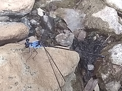 Hypolestes hatuey