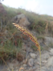 Poaceae