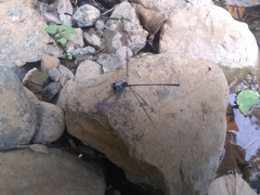 Hypolestes hatuey