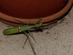 Stagmatoptera hyaloptera