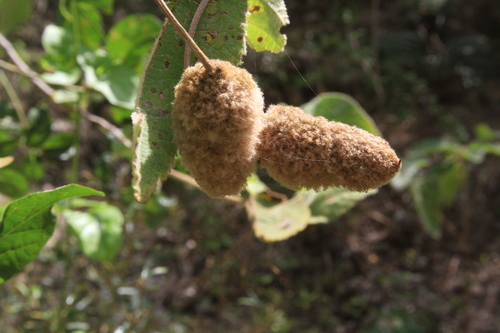 Image of Helicteres jamaicensis by (c) Brian Oakes Haiti Hunter, some rights reserved (CC BY)