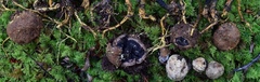 Elaphomyces verruculosus