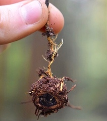 Elaphomyces verruculosus