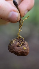 Elaphomyces verruculosus