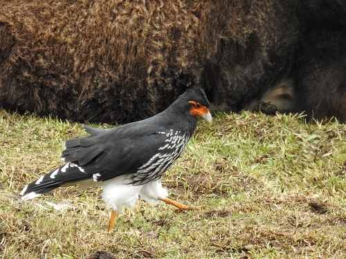 Carunculated Caracara (Daptrius carunculatus), photo 8