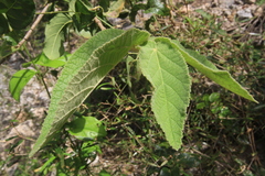 Helicteres jamaicensis