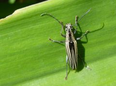 Navomorpha sulcata