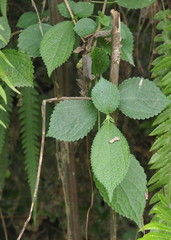 Boehmeria pilosiuscula