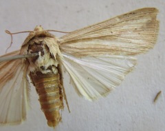 Leucania dorsalis