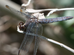 Erythrodiplax atroterminata