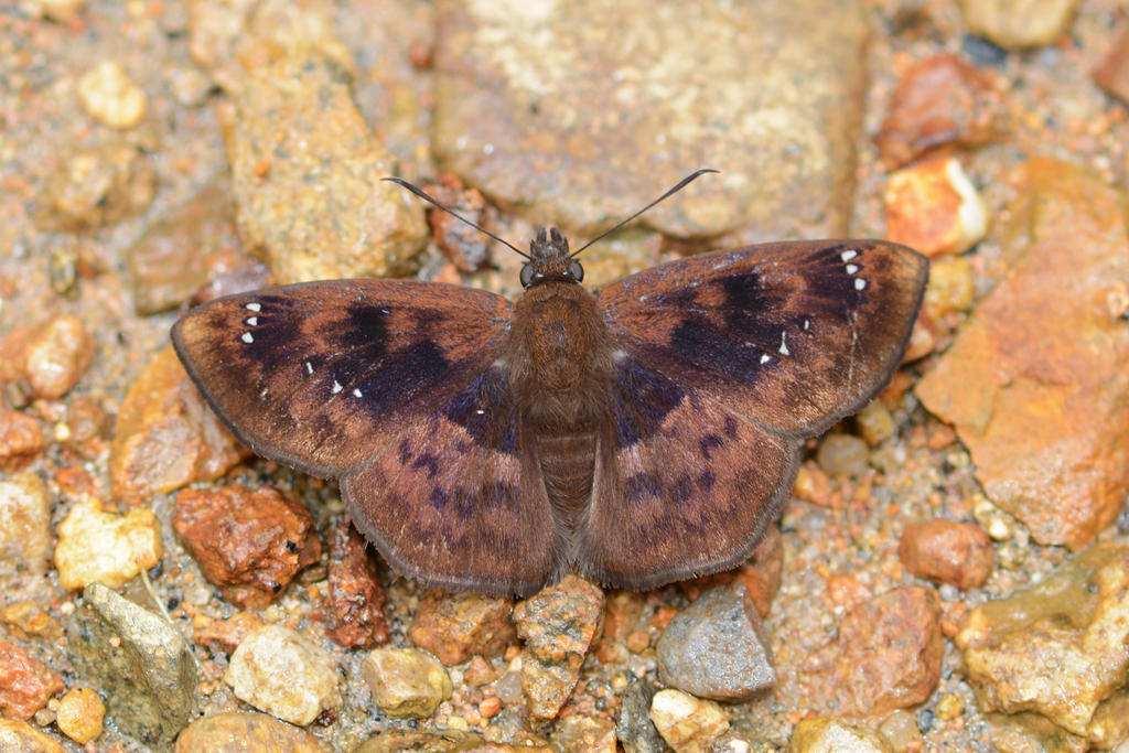 Polyctor fera
