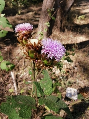 Vernonia alamanii