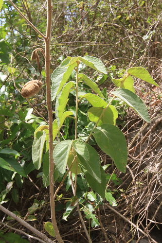 Image of Helicteres jamaicensis by (c) Brian Oakes Haiti Hunter, some rights reserved (CC BY)