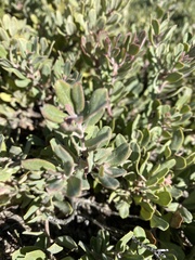Arctostaphylos pumila