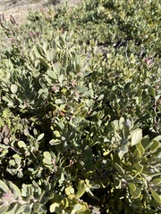 Arctostaphylos pumila