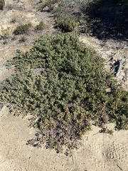 Arctostaphylos pumila
