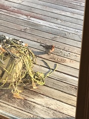 Haemorhous mexicanus