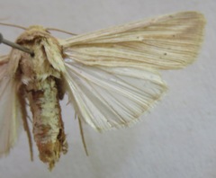 Leucania dorsalis