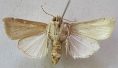 Leucania dorsalis