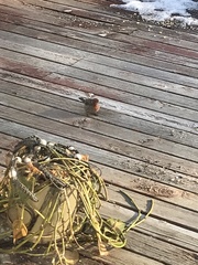 Haemorhous mexicanus