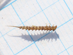 Haliplidae