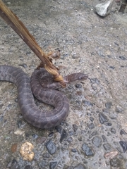 Chilabothrus striatus