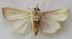Leucania jaliscana