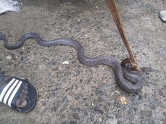 Chilabothrus striatus