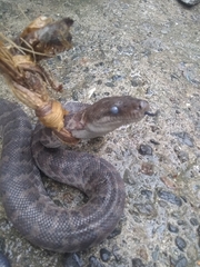 Chilabothrus striatus