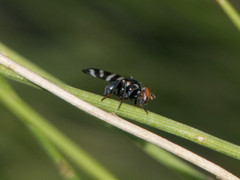 Pterotaenia fasciata