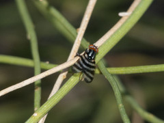 Pterotaenia fasciata