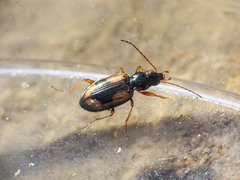 Peryphus