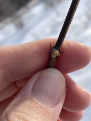 Robinia pseudoacacia