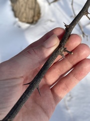 Robinia pseudoacacia