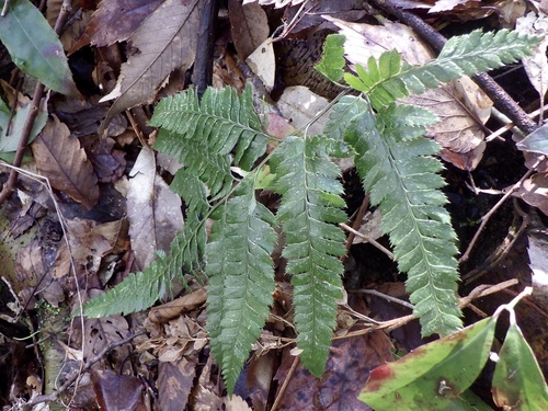 Arachniodes simplicior, photograph 6