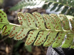 Arachniodes simplicior