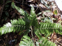 Arachniodes simplicior