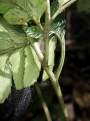 Arachniodes simplicior