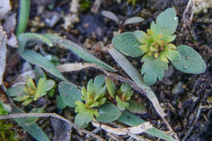 Veronica verna