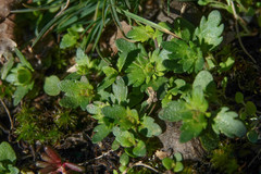 Veronica verna