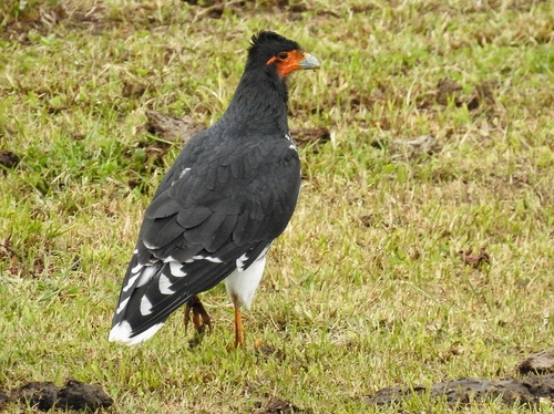 Carunculated Caracara (Daptrius carunculatus), photo 10