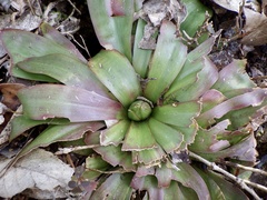 Heloniopsis orientalis