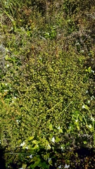 Muehlenbeckia complexa complexa