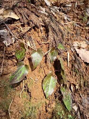 Epimedium sempervirens iNat (1)
