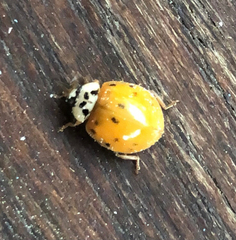 Harmonia axyridis