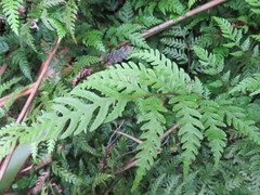 Pteris carsei