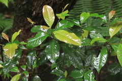 Quintinia