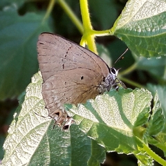 Parrhasius polibetes